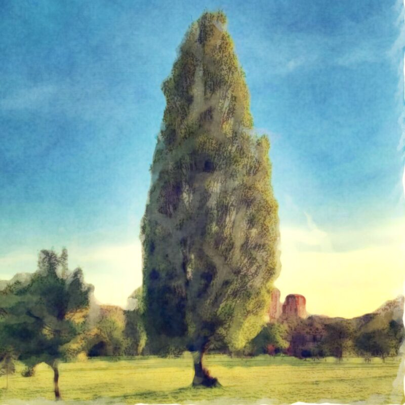 Poplar (Coming 2026)