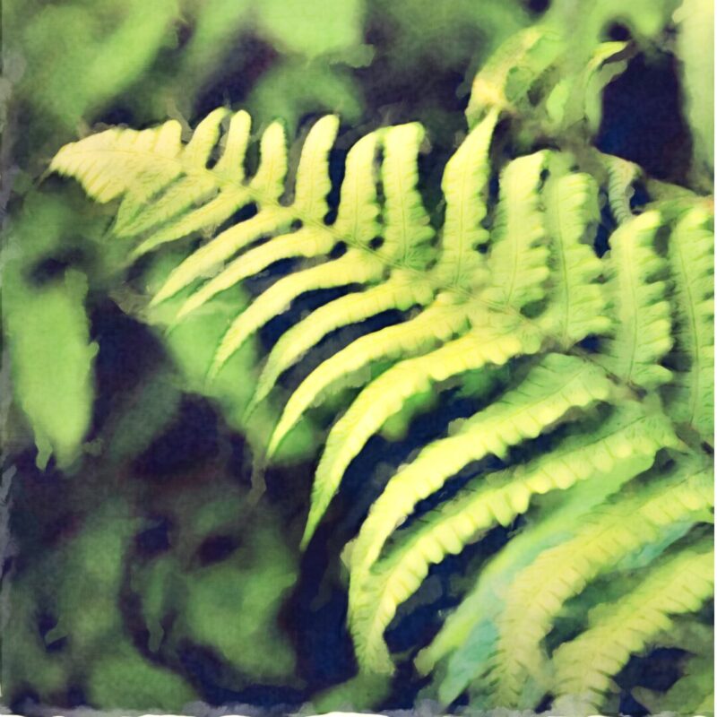 Tree Ferns (Coming 2026)