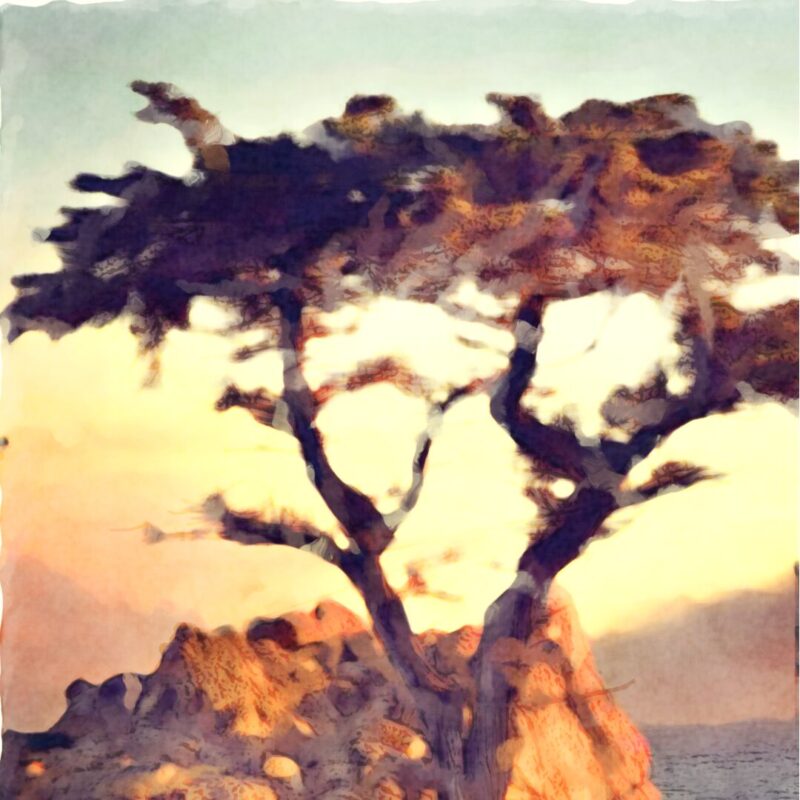Monterey Cypress (Coming 2026)
