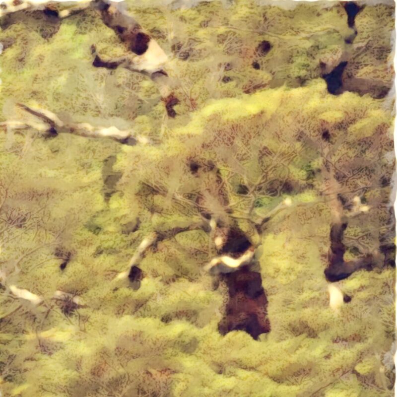 NZ Beech (Coming 2026)