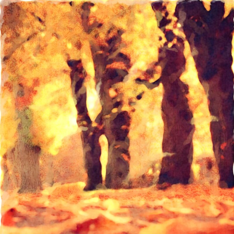Autumn Splendour (Coming 2026)